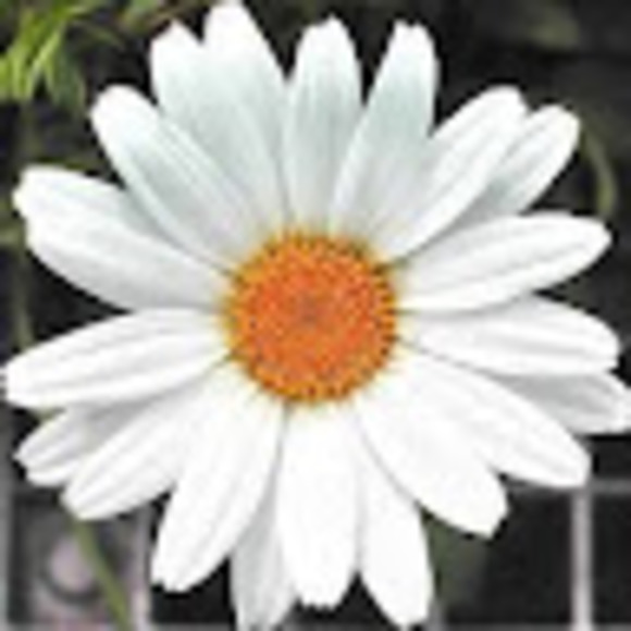 Meet your Posher, Laura - Picture 1 of 1